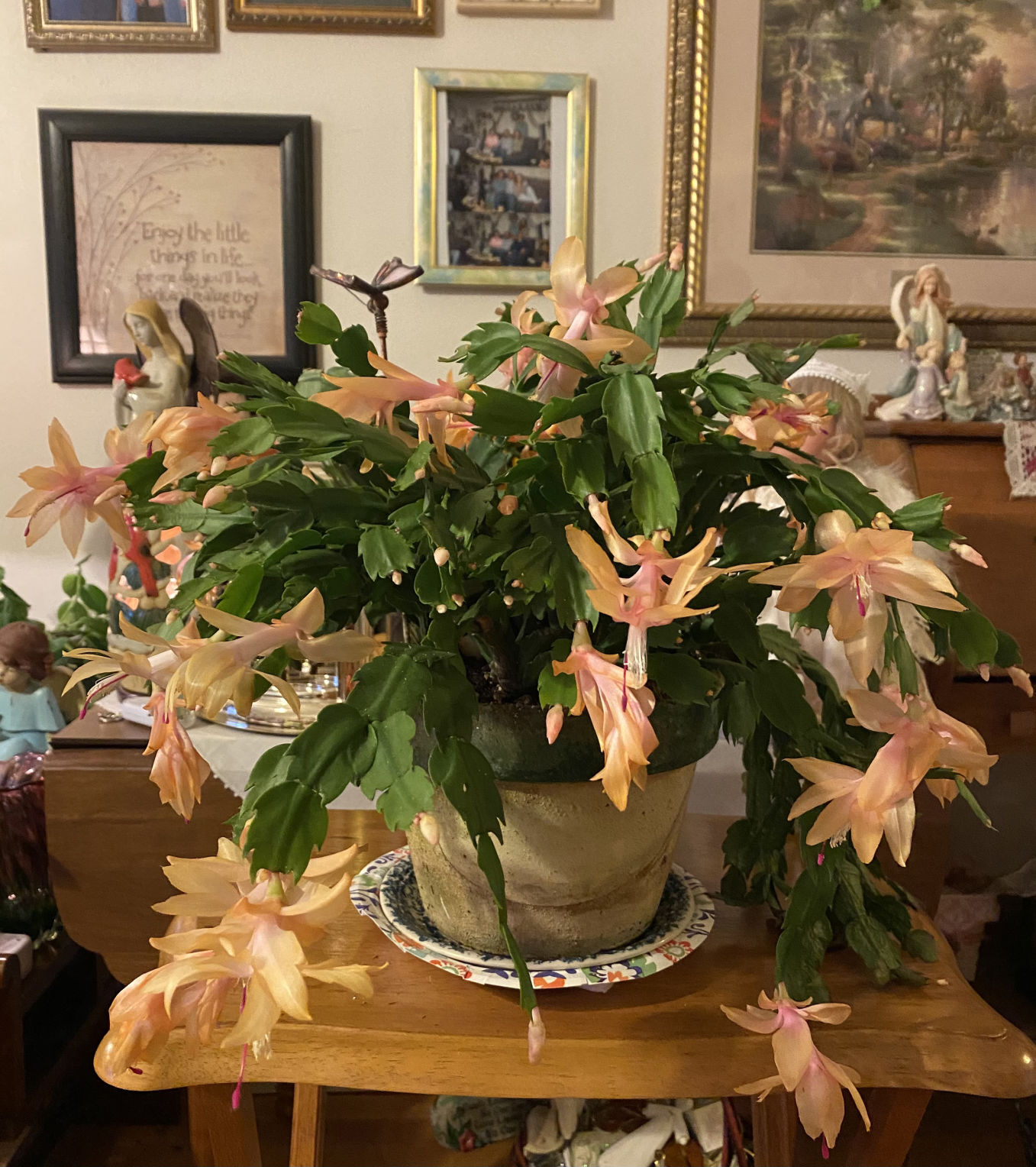 Early Thanksgiving cactus